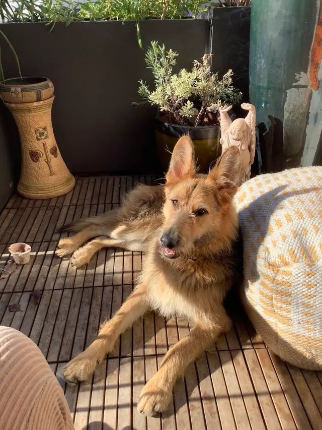 KW Happy Dogs — customer photo 7