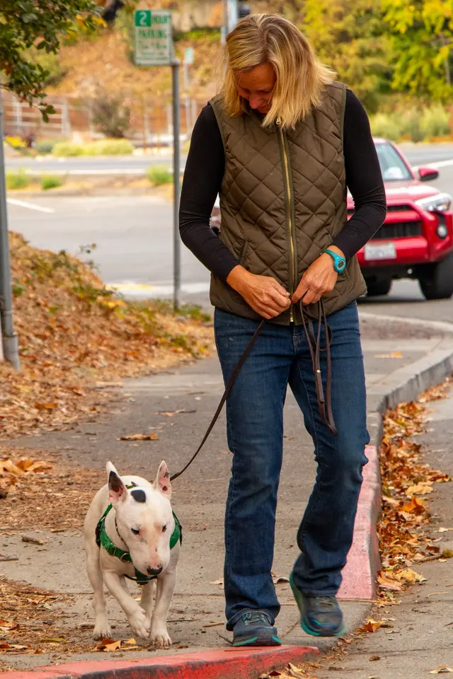 KW Happy Dogs — photo from the business 11