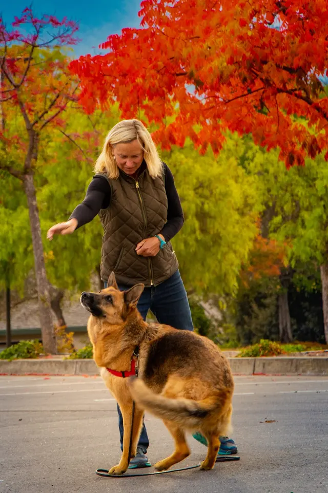 KW Happy Dogs — photo from the business 5
