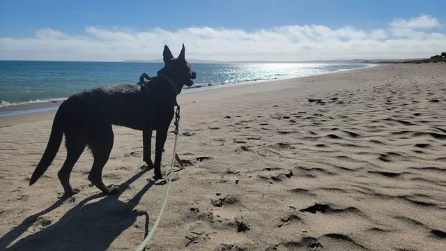 KW Happy Dogs — customer photo 8