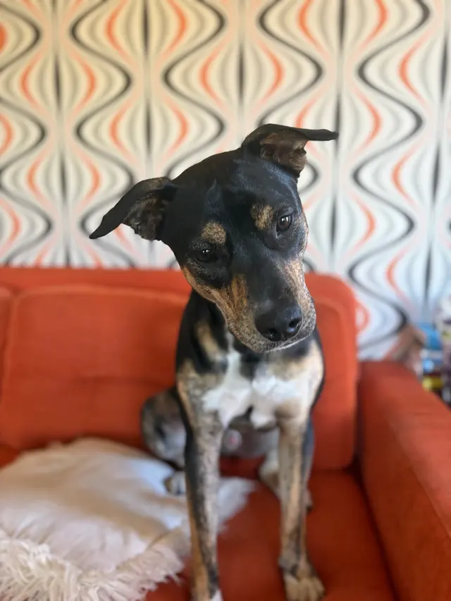 Customer photo of work by KW Happy Dogs, from Maysie Tift's review