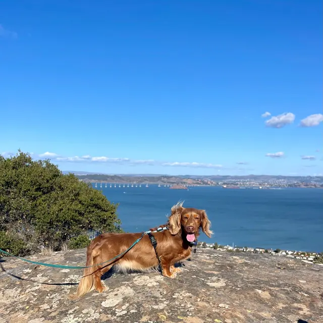 Customer photo of work by KW Happy Dogs, from Ellen Leung's review