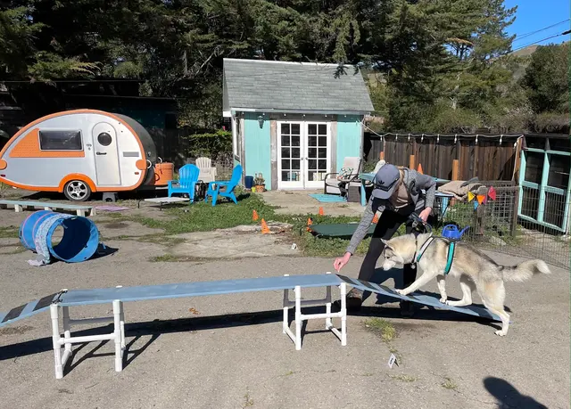 KW Happy Dogs — photo from the business 9