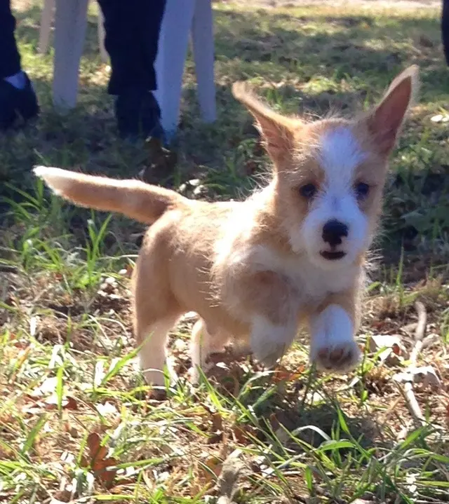 K9 Activity Club — photo from the business 5