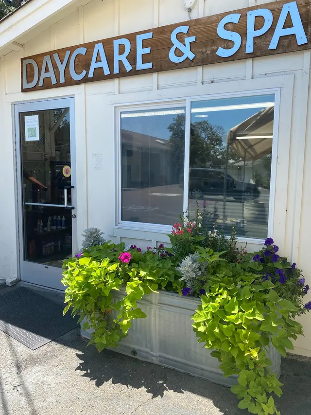 K9 Activity Club — photo from the business 8