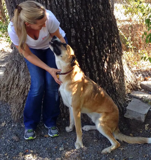 K9 Activity Club — photo from the business 2