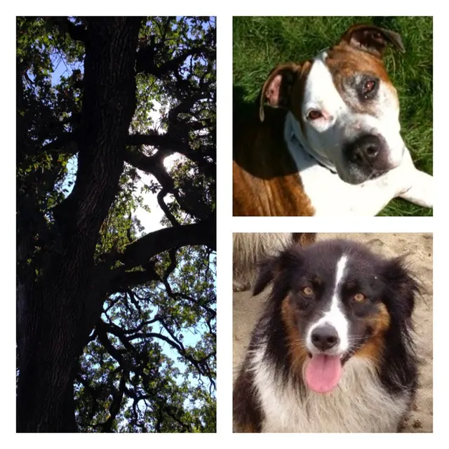 K9 Activity Club — photo from the business 10