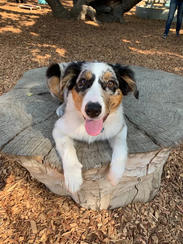 K9 Activity Club — photo from the business 11