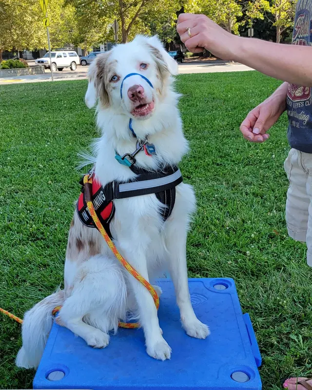 All About Canines, Positive Reinforcement Dog Training — photo from the business 8