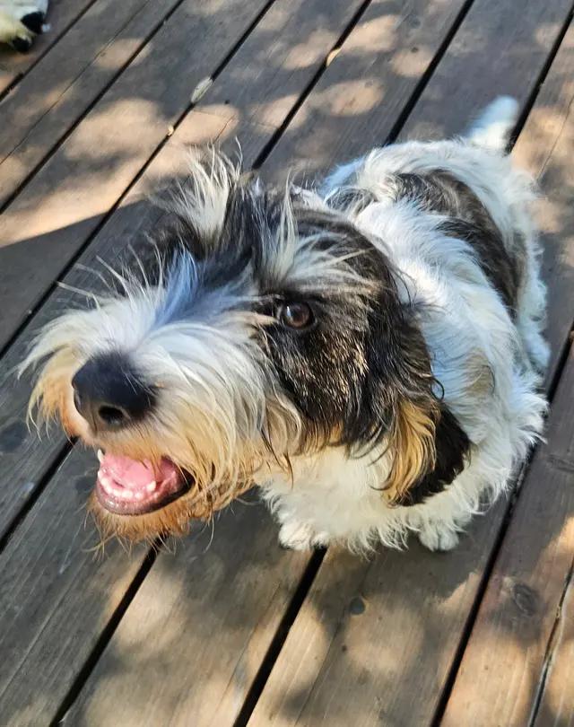 All About Canines, Positive Reinforcement Dog Training — photo from the business 10