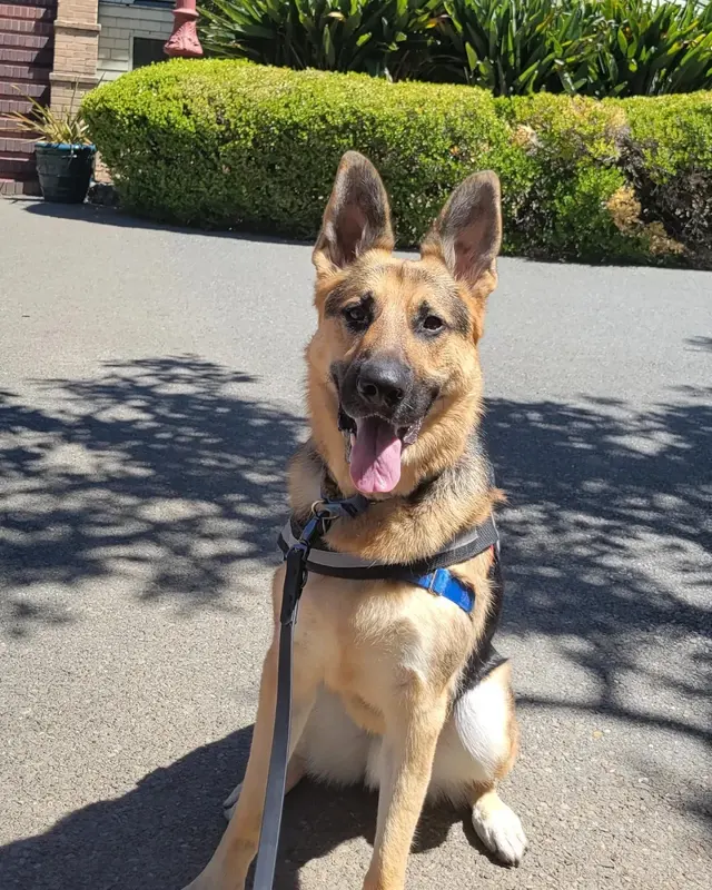 All About Canines, Positive Reinforcement Dog Training — photo from the business 4
