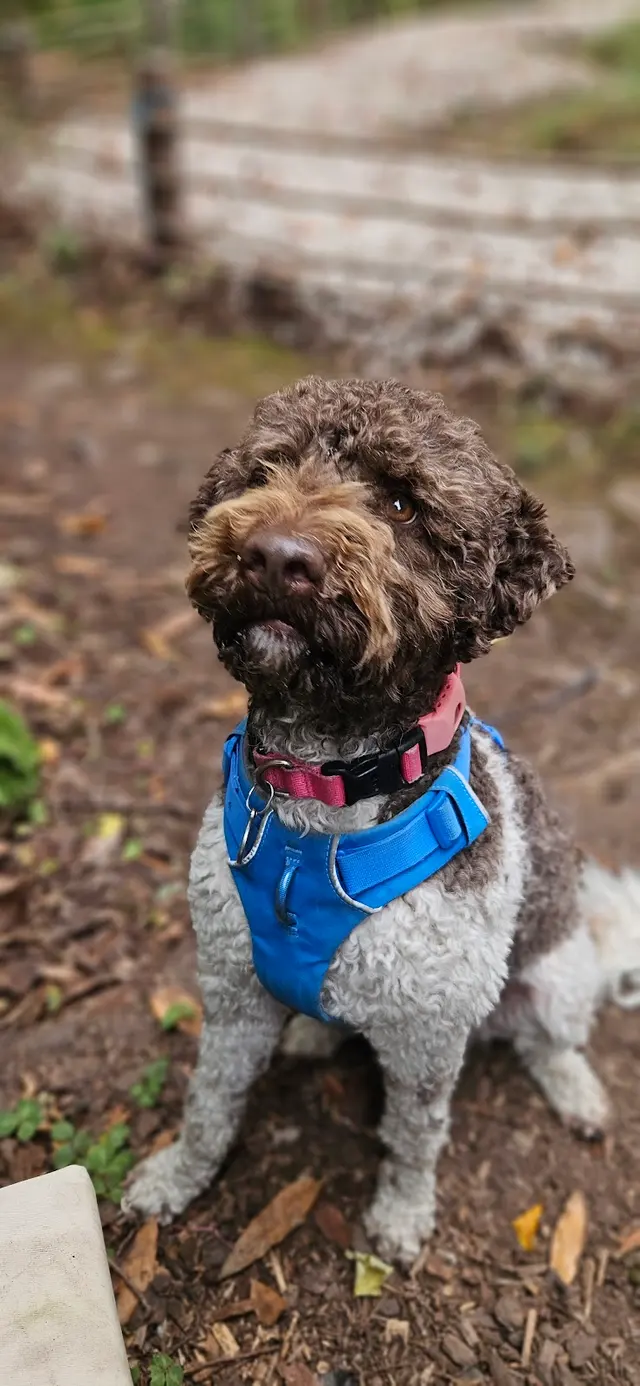 All About Canines, Positive Reinforcement Dog Training — photo from the business 5