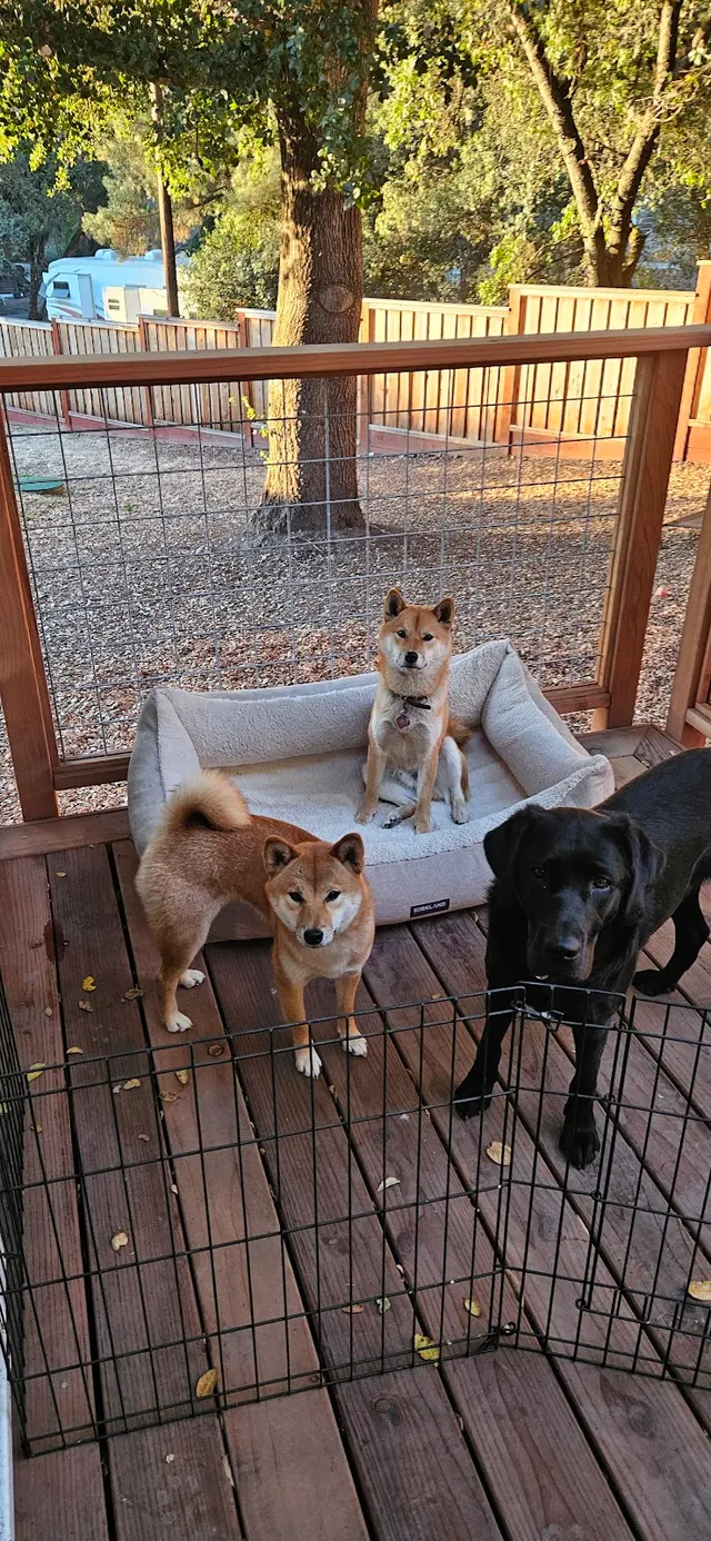 All About Canines, Positive Reinforcement Dog Training — photo from the business 6