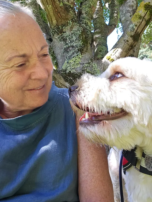 All About Canines, Positive Reinforcement Dog Training — photo from the business 2