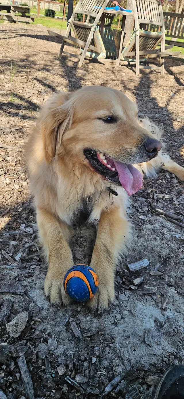 All About Canines, Positive Reinforcement Dog Training — photo from the business 9