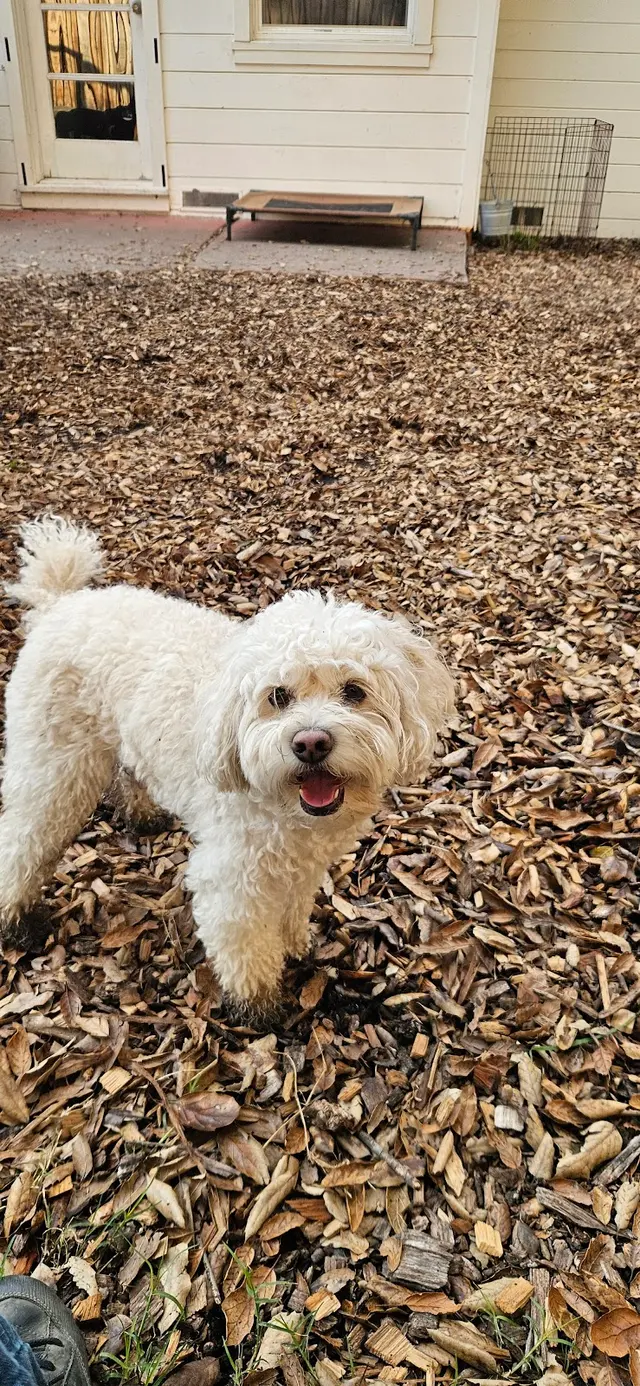 All About Canines, Positive Reinforcement Dog Training — photo from the business 11