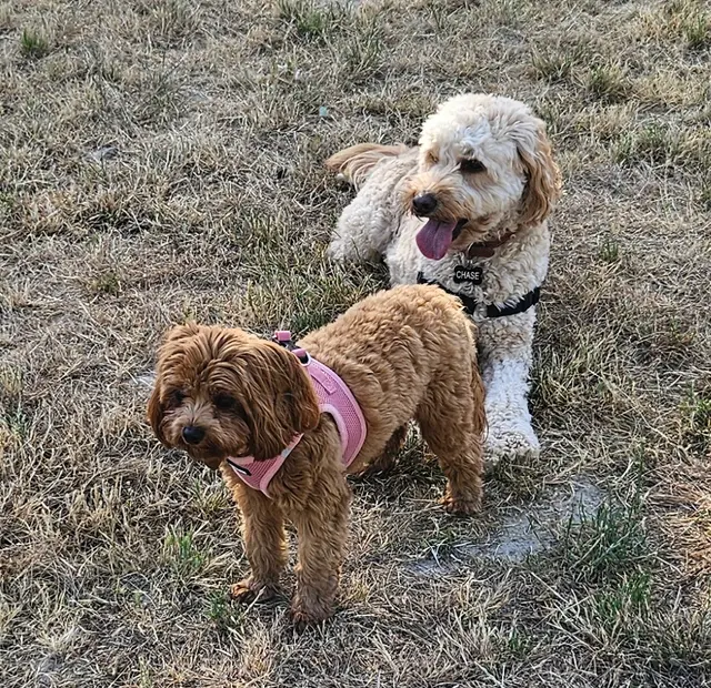 All About Canines, Positive Reinforcement Dog Training — photo from the business 7