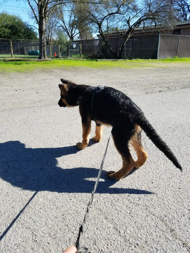 Michael Ellis School For Dog Trainers — customer photo 10