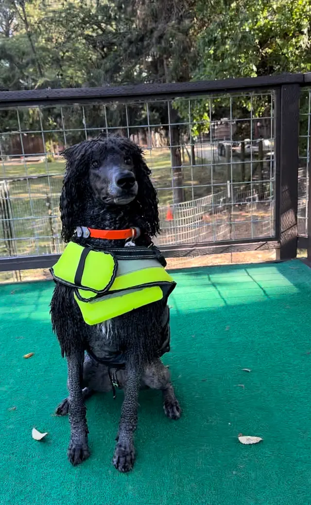 Michael Ellis School For Dog Trainers — customer photo 7