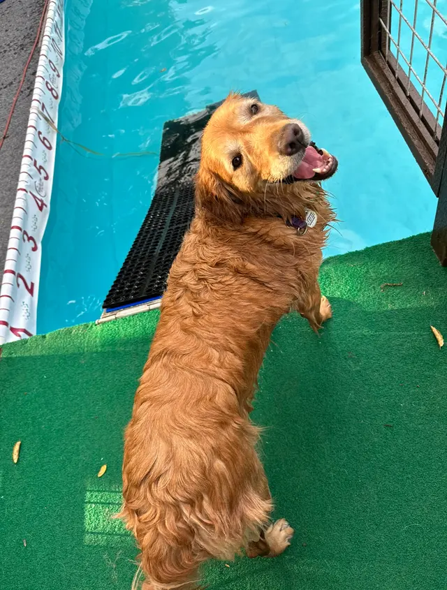 Michael Ellis School For Dog Trainers — customer photo 4