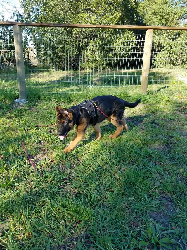 Michael Ellis School For Dog Trainers — customer photo 3