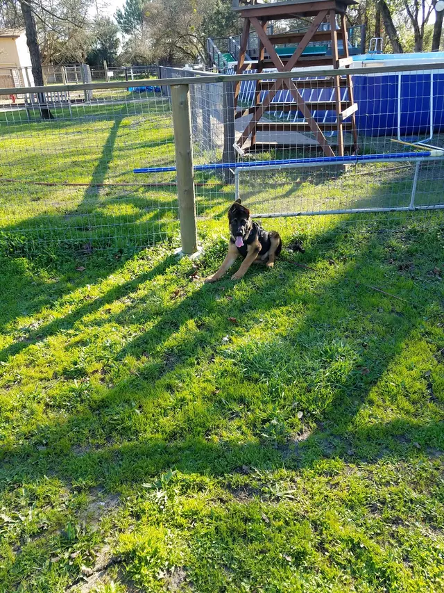 Michael Ellis School For Dog Trainers — customer photo 9