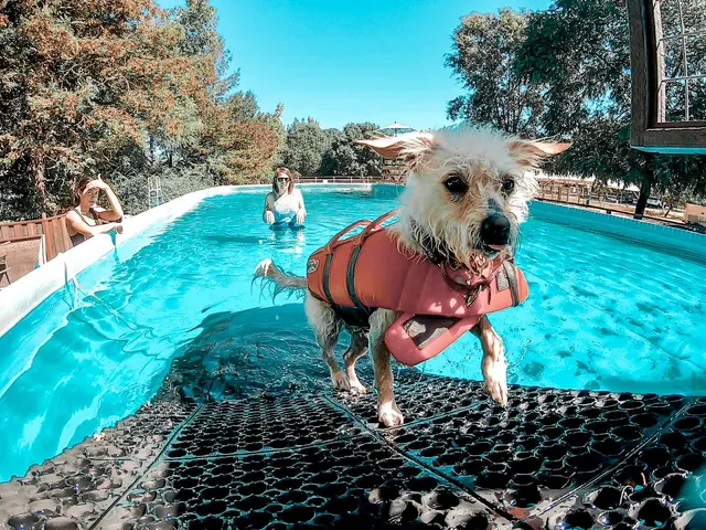 Michael Ellis School For Dog Trainers — customer photo 2