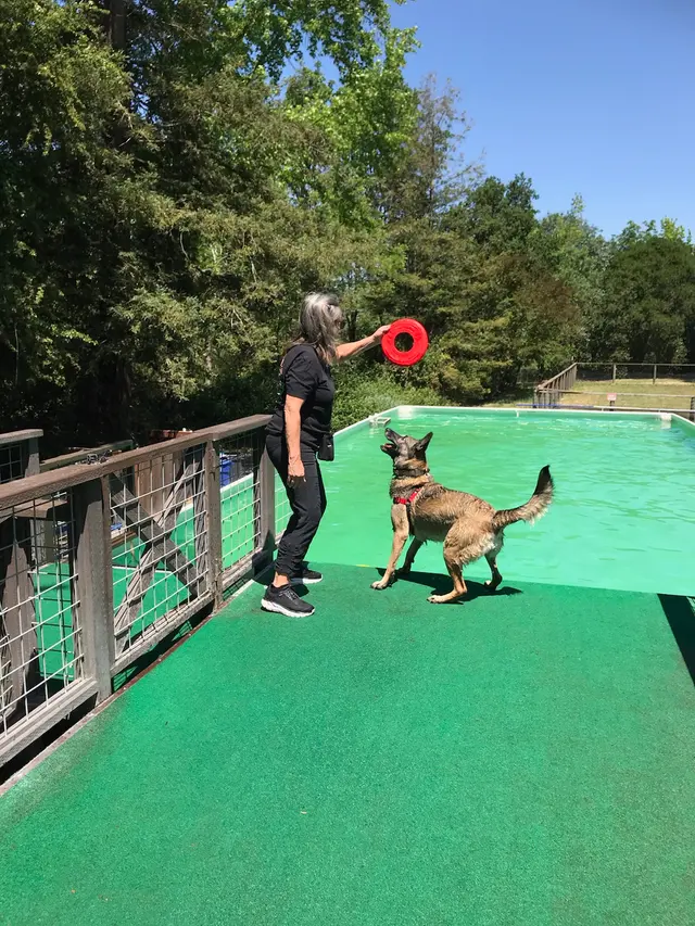 Michael Ellis School For Dog Trainers — customer photo 5