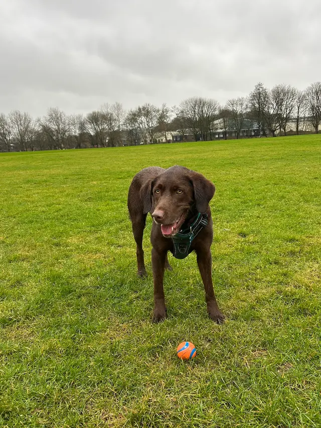 Sonoma Dog Training — customer photo 9