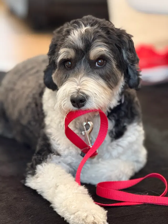 Sonoma Dog Training — customer photo 5