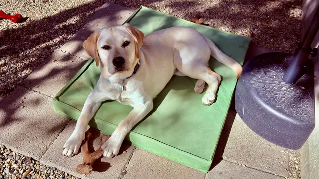 Sonoma Dog Training — customer photo 11