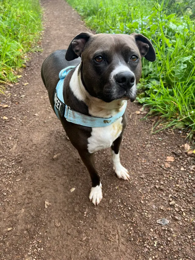 Sonoma Dog Training — customer photo 2