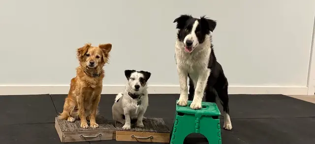 Sonoma Dog Training — photo from the business 6