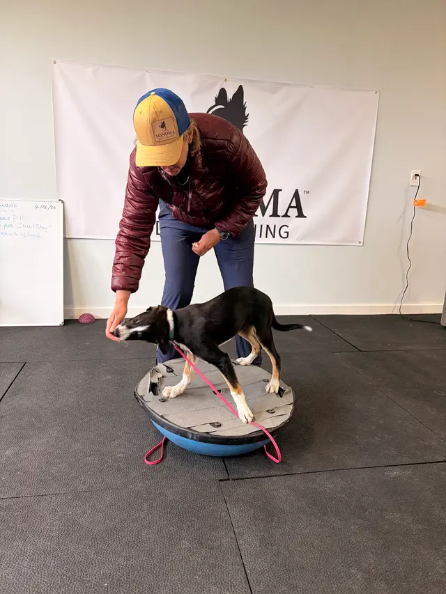 Sonoma Dog Training — customer photo 1