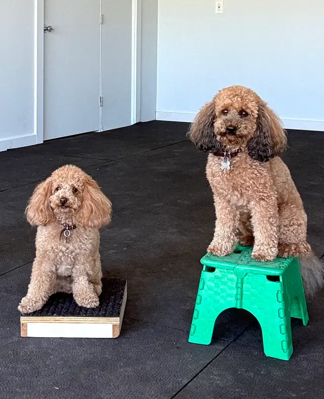 Sonoma Dog Training — photo from the business 8