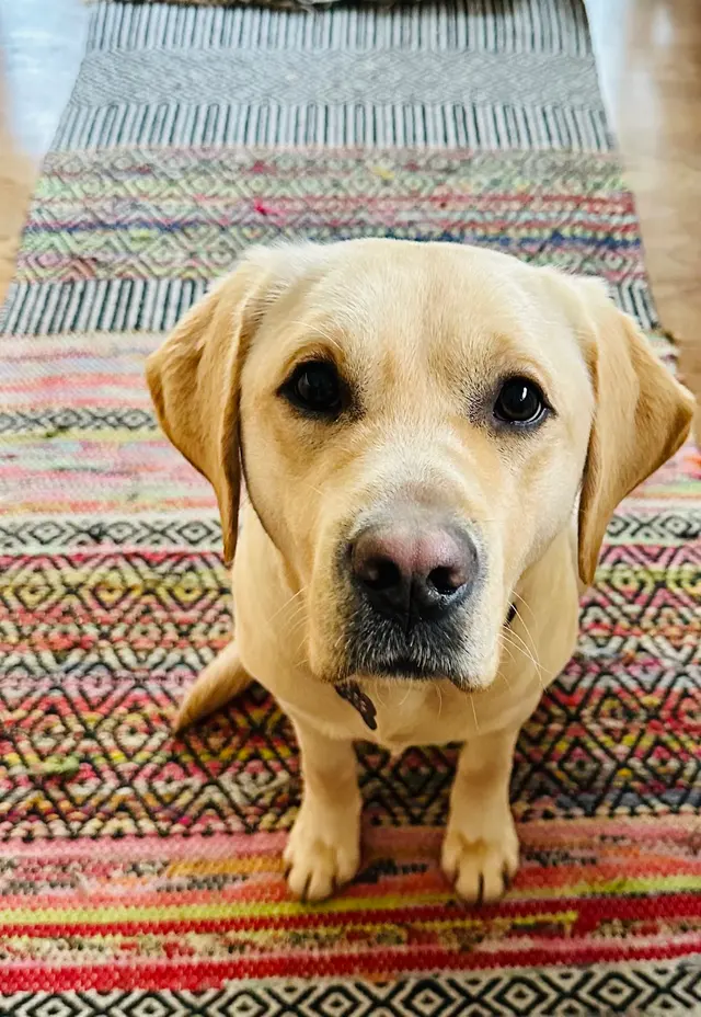 Customer photo of work by Sonoma Dog Training, from Cynthia Jensen's review