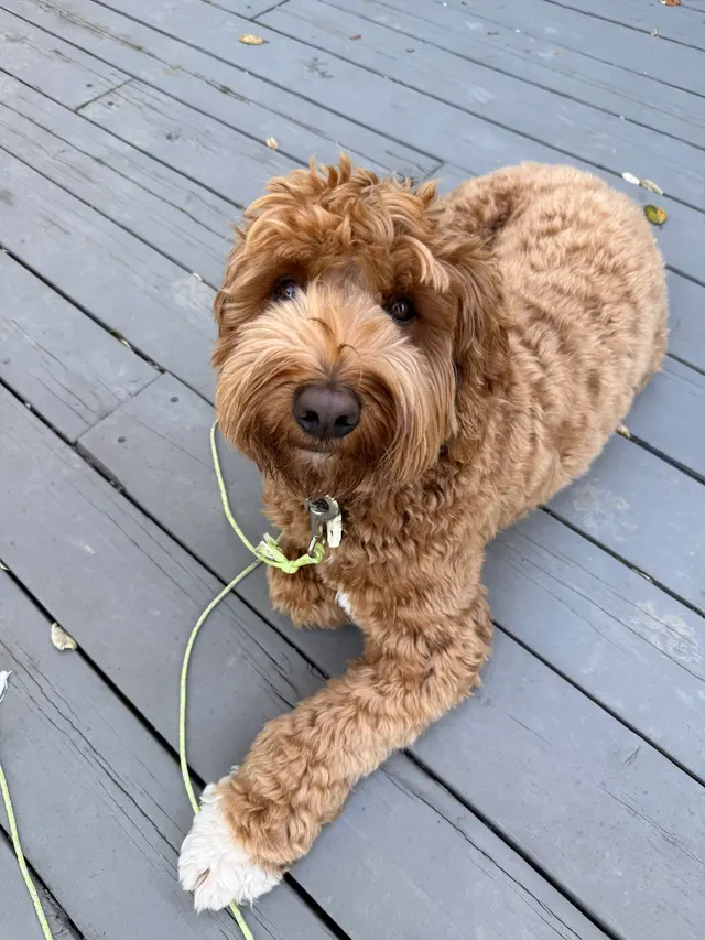 Sonoma Dog Training — customer photo 12