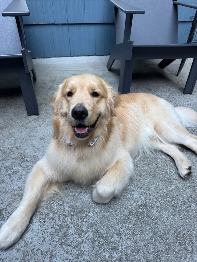 Customer photo of work by Sonoma Dog Training, from Drew Gaylord's review