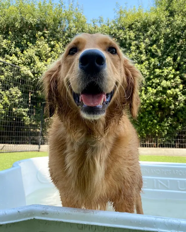 Fit 'N' Furry Pet Resort & Training Center — photo from the business 6
