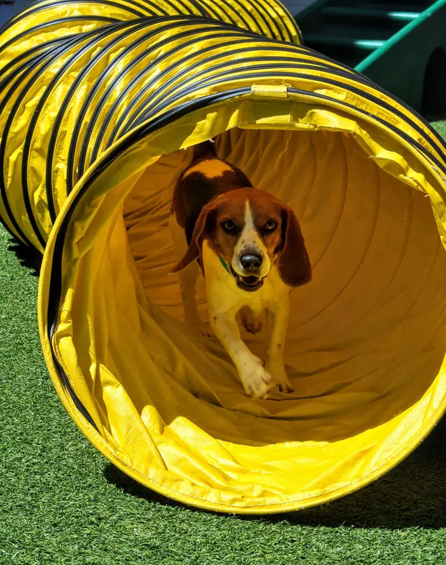 Fit 'N' Furry Pet Resort & Training Center — photo from the business 10