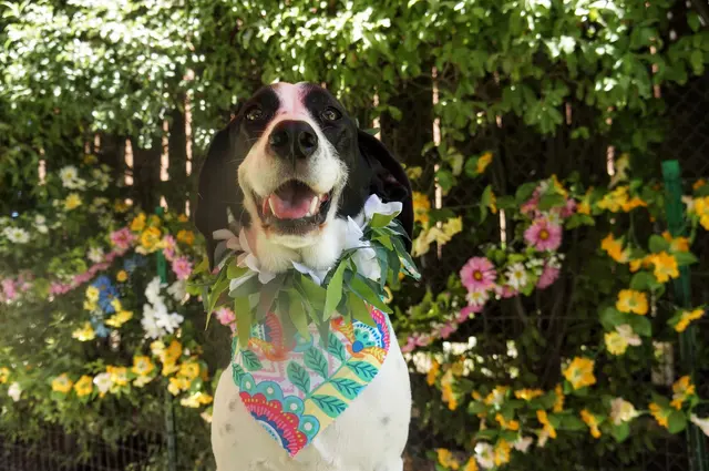 Fit 'N' Furry Pet Resort & Training Center — photo from the business 3