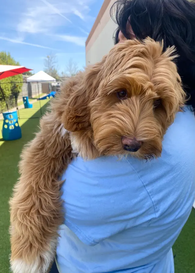 Fit 'N' Furry Pet Resort & Training Center — photo from the business 11