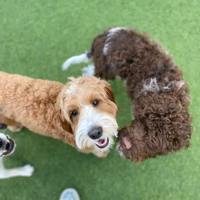 Fit 'N' Furry Pet Resort & Training Center — photo from the business 9