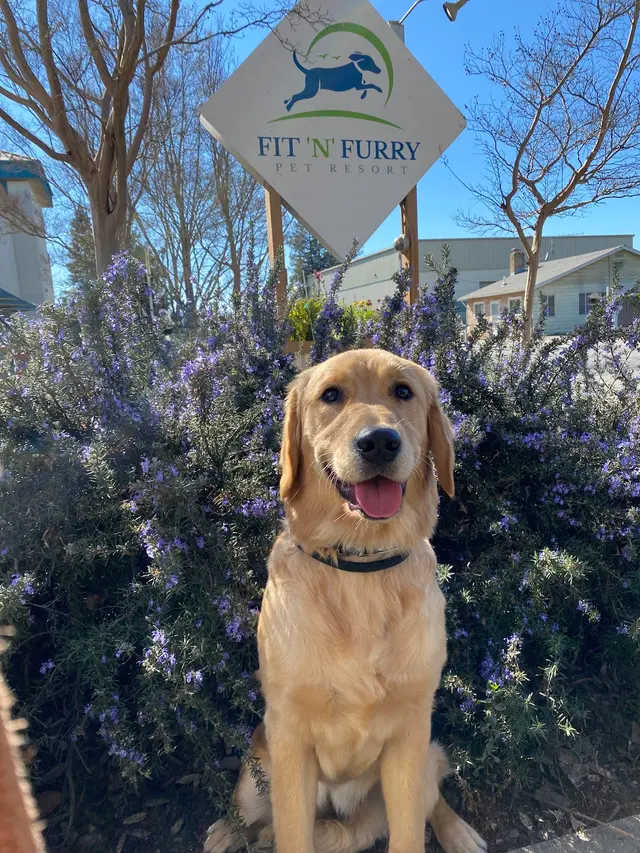 Fit 'N' Furry Pet Resort & Training Center — photo from the business 8