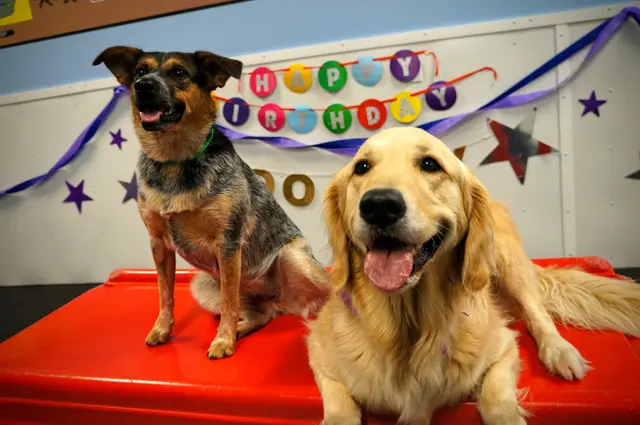 Fit 'N' Furry Pet Resort & Training Center — photo from the business 7