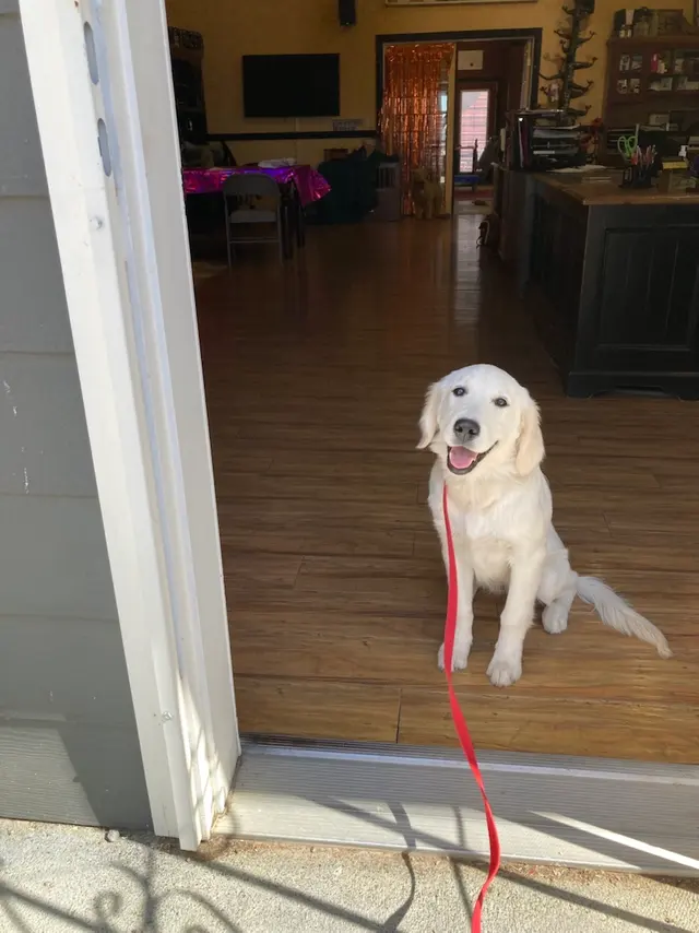 DAIRYDELL CANINE - Doggie Dude Ranch & Training Center — customer photo 5