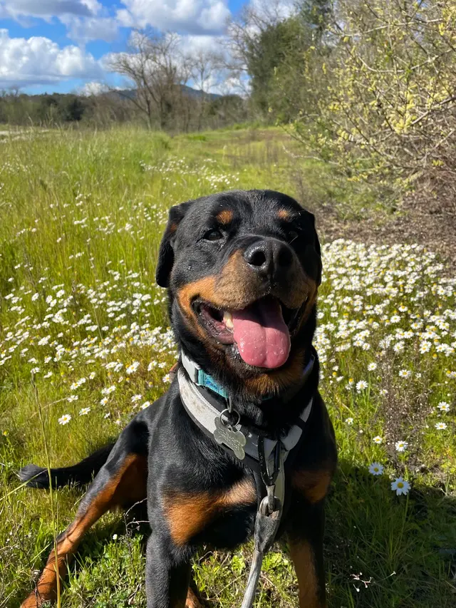 Good Dawg Training LLC — customer photo 12