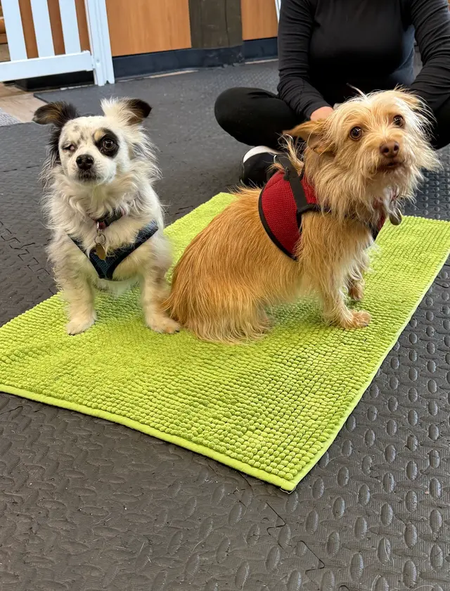 Good Dawg Training LLC — customer photo 9