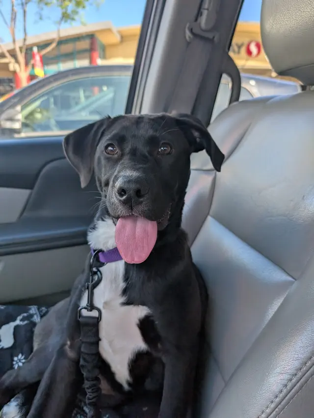 Good Dawg Training LLC — customer photo 10