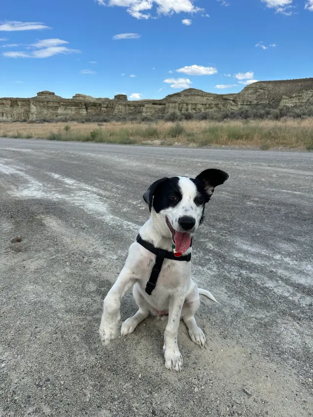 Good Dawg Training LLC — customer photo 7